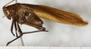 CollectionObject 1566593; NMW 5341, c17a3797-a41c-45be-ba92-fdb0cce8f145: male, lateral view. (CollectionObject).