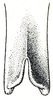 Inscudderia taxodii Caudell, 1921: Pl. XI, Fig. 8. male, tip of subgenital plate, ventral view (occasional appearance). (Otu).