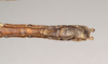 CollectionObject 1563139; 0872858b-3c8b-4f76-ab9a-0476d53970bf: copyright Natural History Museum, London. male: end of abdomen, ventral view of Oxyartes lamellatus (paralectotype). (CollectionObject).;CollectionObject 1563140; e690f7dd-2212-4cc5-a841-85c694de7525: copyright Natural History Museum, London. male: end of abdomen, ventral view of Oxyartes lamellatus (paralectotype). (CollectionObject).