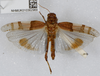 CollectionObject 1519544; f7a96b88-4388-42fd-96a0-1d60a9d927b6: female, dorsal view (holotype). (CollectionObject).