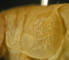 CollectionObject 1543806; 1dfade2e-bea3-4bb0-a6cb-8dcd913f5bfa: male pronotum, lateral view (holotype). (CollectionObject).