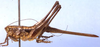 Nanodectes harpax Rentz, 1985: female, lateral view (paratype). (Otu).