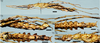 Megacnipsomorpha Ho, 2021: female of TYPE SPECIES. (Otu).