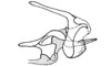Eugenacris pulchra Descamps & Amédégnato, 1972: Fig. 28. phallic complex, epiphallus and ectophallus membrane removed, lateral view. (Otu).