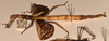 CollectionObject 1557052; b05ff683-8c60-4212-aaa3-e99ec2ddf0cd: copyright OUMNH. female, lateral view of Phasma (Diura) japetus (holotype). (CollectionObject).