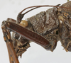 CollectionObject 1539732; a1a02b5a-639d-47c5-badd-bf1a6ee56db3: female pronotum, lateral view (holotype). (CollectionObject).