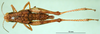 CollectionObject 1502806; 4ca2141e-492d-495e-b002-e4045cc553ab, DORSA BA000156S02: female, dorsal view (syntype). (CollectionObject).