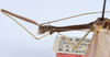 CollectionObject 1559088; ca7a40b1-8fa6-4a1b-8014-6f7d864d69e2: copyright ANSP. male: head & thorax, lateral view (holotype). (CollectionObject).