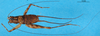 CollectionObject 1477810; 2a40f9dc-0abc-4a05-ae92-262378e59317: male, dorsal view (holotype). (CollectionObject).