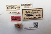 Other: !! display not done !! on Bothriocera dampfi Caldwell, 1943: (Observation).