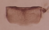 Sternite VIII (male) on Carnoseta colomella (DeLong, 1981): Male paratype [OSU]: sternite VIII, ventral view. (Observation).