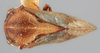 Habitus, dorsal view on Gargara (Gargara) nitidipennis Funkhouser, 1914: (Observation).
