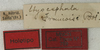CollectionObject 1535086; 3d3bd2b7-b0a3-461b-bc28-38702ad8a9d8: labels (holotype). (CollectionObject).