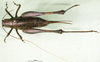 CollectionObject 1502047; 49825a85-4a73-4d39-bcc6-4be1c4f086c6: female, dorsal view (syntype). (CollectionObject).