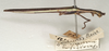 CollectionObject 1560838; fac74705-2f28-4027-b66b-9279bd47ccaf: copyright St. Petersburg). Paraphasma marginale male, lateral view (paralectotype). (CollectionObject).