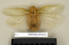 CollectionObject 1572978; 2f5c9208-e27c-4b0b-b032-a13af6fc4023: Copyright Natural History Museum, London. Non-type (adult female) in BM(NH). Dorsal view. (CollectionObject).