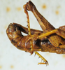 CollectionObject 1498704; 3bf993fa-f4d9-4590-a71f-ebb83badc3be: male abdomen, lateral view. (CollectionObject).