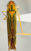 Habitus, dorsal view on Catagonalia lunata (Signoret, 1854): Dorsal. (Observation).