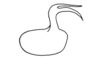 Eurybiacris bifida Descamps, 1979: Fig. 134. male, sclerite, latero-ventral view. (Otu).
