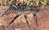 copyright Paul D. Brock. Eurycantha horrida female, lateral view. Culture stock Kawawoki, PNG, 2 March 2023 [TYPE SPECIES]. Depicts Eurycantha Boisduval, 1835, an Otu.