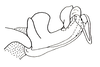 Eulampiacris leucoptera (Scudder, 1875): Fig. 169. apex of endophallus, lateral view. (Otu).