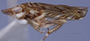 Habitus, lateral view: (Observation).