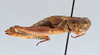 CollectionObject 2765677; 717ca1ba-3427-4f34-89fb-dc1857fc7100, CNCI 311927: Melanoplus payettei picropidzae. Lateral view. (CollectionObject).