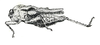 Dasyleurotettix infaustus (Walker, 1871): Fig. 51 (after paratype). female, lateral view (Prototettix umbripennis). (Otu).