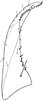 Subgenital plate, ventral view on Empoa (Empoides) punicea (Matsumura, 1932): Subgenital plate. (Observation).