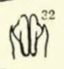 Pygofer, ventral view on Cyclopoliarus biperforatus (Fennah, 1945): (Observation).