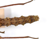 CollectionObject 1560941; fa6ef938-9022-4829-ad22-ac81f8398e79: copyright MNCN, Madrid. female: end of abdomen, dorsal view of synonym Cnipsus laeviventris (holotype). (CollectionObject).