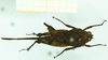 CollectionObject 1572895; ef38ac66-6d95-462c-afbd-61367e9c8d1c: female, dorsal view (paralectotype). (CollectionObject).