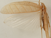 CollectionObject 1534567; e9424801-51eb-4f22-9f92-882f7e2a1188: female, dorsal view (syntype). (CollectionObject).
