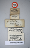 CollectionObject 1552809; NHMUK(SF IMPORT DUPLICATE) BMNH(E) 877061, c7c37f6c-fffa-4fd7-a8d8-2a67167aa121: Copyright NHM, London. Holotype female of Heterolampra pallida, data labels. (CollectionObject).