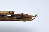 CollectionObject 1576307; 8c4eef8c-667e-46e1-bcb6-562b748f71df: copyright ZRC, Singapore. female: end of abdomen, lateral view (paratype). (CollectionObject).