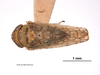 Habitus, dorsal view: !! display not done !! on Mesamia pagana Van Duzee, 1925: (Observation).