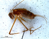 CollectionObject 1580302; 7f73b6c9-dfa4-4370-afcc-c43433a15211: male, lateral view (paratype). (CollectionObject).