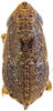 Habitus, dorsal view: !! display not done !! on Faltala furcipennis Cheng, 1980: male. (Observation).
