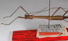 CollectionObject 1557500; 4efeae91-8be2-4fe8-99b2-f007cf3d1730: copyright ZMB, Berlin. male: head & thorax, lateral view (holotype). (CollectionObject).