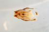 Duolandrevus (Bejorama) lambir Gorochov, 2017: male genitalia, ventral view. (Otu).