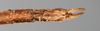 CollectionObject 1560991; NMW 227, 7fa38c3f-f13b-4740-bc05-bac1a831a840: copyright NMW, Vienna. female: end of abdomen, ventral view (holotype). (CollectionObject).