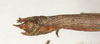 CollectionObject 1561358; 95b1cf49-2a4a-4571-84bc-429fba99cabd: copyright MIZ, Warsaw. male: end of abdomen, dorsal view (syntype). (CollectionObject).;CollectionObject 1561359; 7fea4d77-908e-4597-9734-c9a775e418e4: copyright MIZ, Warsaw. male: end of abdomen, dorsal view (syntype). (CollectionObject).