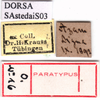 CollectionObject 1530813; af882699-f0a4-48b1-bd0c-e6ba6a764c60: labels (paratype or syntype). (CollectionObject).