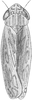 Habitus, dorsal view on Ebarrius cognatus (Fieber, 1869): Habitus. (Observation).