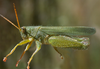 Atrachelacris unicolor Giglio-Tos, 1894: male. (Otu).