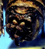 male, abdomen tip (paratype). Depicts Cyphoderris strepitans Morris & Gwynne, 1978, an Otu.