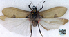 CollectionObject 1517394; dee2e05c-dcd1-4920-92f1-e1894bac8f97: male, dorsal view (holotype). (CollectionObject).