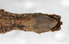 CollectionObject 1557776; db09e5e6-a031-42c2-8b75-5c488b61d0ea: copyright NMW. female: end of abdomen, ventral view (syntype). (CollectionObject).;CollectionObject 1557777; 022a4bd5-75b3-4878-9016-fc44d8d98d1b: copyright NMW. female: end of abdomen, ventral view (syntype). (CollectionObject).