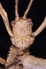 CollectionObject 1559861; f403b3ce-58d5-4b3b-809a-d641f8053c8f: copyright SMTD. male head, dorsal view (holotype), copyright SMTD. (CollectionObject).