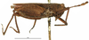 CollectionObject 1577160; OUM Type Orth 682, 736eb9a9-92c9-4d0d-91e2-bfd762dcb740: female, lateral view (syntype of Phaestus insularis). (CollectionObject).